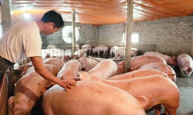 Cám cảnh hơn 2 triệu hộ chăn nuôi 'treo' chuồng trước 'bão' giá 