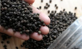 Lý do giá 'vàng đen' liên tục tăng mạnh