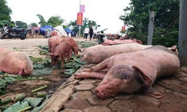 Tiêu hủy hơn 36.000 con lợn do nhiễm dịch tả châu Phi