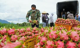 Châu Âu cảnh báo quan trọng về thanh long, đậu bắp Việt Nam