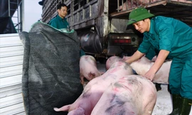 Vì sao tạm dừng nhập khẩu lợn sống từ Thái Lan?