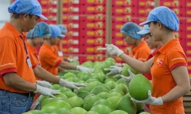 Bất chấp dịch bệnh, xuất khẩu nông sản tăng mạnh hướng đích 45 tỷ USD 