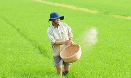 Nông dân thở phào vì phân bón cắt 'cơn sốt' giá 