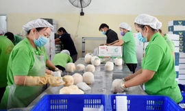 Khai thông thị trường Trung Quốc, xuất khẩu dừa có cơ hội vượt tỷ USD