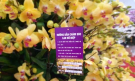 Chậu lan hồ điệp 'khủng' giá 165 triệu có gì đặc biệt? 