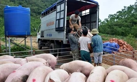 Báo cáo Thủ tướng việc gà, lợn lậu ồ ạt vào Việt Nam