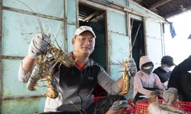 Trung Quốc sẽ tạo cơ chế đặc biệt cho tôm hùm bông Việt Nam