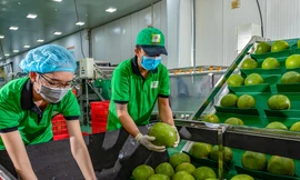 Trung Quốc chi 2,2 tỷ USD nhập rau quả Việt Nam, tăng 130%