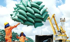 Giá gạo xuất khẩu tăng vọt đẩy giá lúa trong nước 'nóng sốt' từng ngày