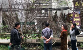 Sơn La nói gì về việc truy xuất nguồn gốc đào rừng khiến hoạt động buôn bán tê liệt?