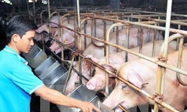 Giá thức ăn chăn nuôi tiếp tục tăng lần thứ 8, có doanh nghiệp tăng tới 9 lần