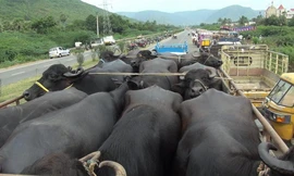 Kiểm tra trên toàn quốc cơ sở cho trâu bò ăn chất tạo nạc