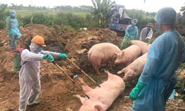 Dịch bệnh gia súc tăng mạnh, Bộ Nông nghiệp cảnh báo địa phương thông tin không trung thực 