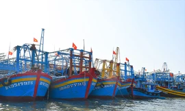 Đình chỉ công tác Giám đốc Trung tâm đăng kiểm tàu cá