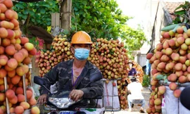 Ưu tiên tiêm vắc xin cho các lái xe, thương lái thu mua nông sản