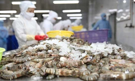 55 lô tôm sú Việt Nam bị từ chối nhập vào Trung Quốc