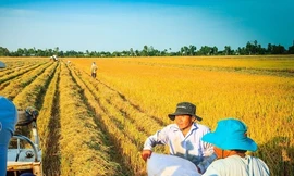 Sẽ lập 'trật tự' xuất khẩu gạo bằng việc áp giá sàn?