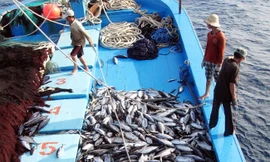 Chấm dứt tình trạng tàu cá khai thác bất hợp pháp trong 3 tháng tới