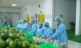 Động lực giúp xuất khẩu rau quả ngược dòng cán mốc kỷ lục