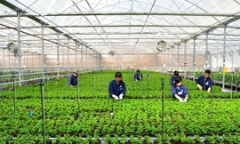 Yêu cầu doanh nghiệp không đưa lao động Việt Nam tới Israel 