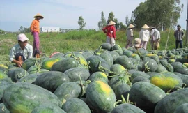  Sắp hết cảnh lo rủi ro xuất khẩu dưa hấu 
