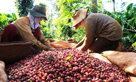 Giá cà phê Việt Nam tăng cao nhất trong 30 năm qua
