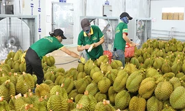 Trung Quốc cảnh báo sầu riêng, xoài, nhãn Việt vi phạm kiểm dịch thực vật