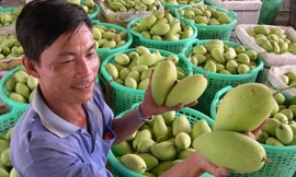 Nông sản Campuchia ‘đổ bộ’ vào Việt Nam 