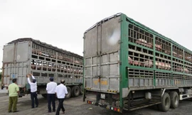 Lập chuyên án điều tra lợn xuất lậu sang Trung Quốc