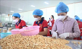 Doanh nghiệp ngành điều ‘đứng ngồi không yên’ vì đối tác bẻ kèo