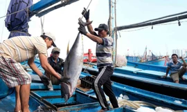 Thông tin mới nhất việc EC thanh tra gỡ ‘thẻ vàng’ thủy sản