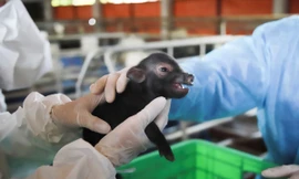 Lần đầu tiên, Việt Nam nhân bản thành công lợn quý hiếm 