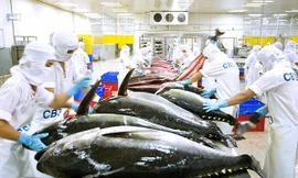 Đang xúc tiến lập trung tâm giao dịch thủy sản Việt Nam tại Phòng Thành Cảng - Trung Quốc