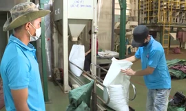 Thông tin mới vụ 8 lô hồ tiêu nghi bị 'rút ruột' ở cảng Cát Lái