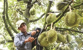 Sầu riêng Việt rộng cửa xuất chính ngạch sang Trung Quốc