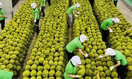 Trung Quốc ồ ạt thu mua rau quả, nhiều mặt hàng có cơ hội đạt tỷ USD