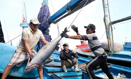 Thông tin quan trọng việc Việt Nam gỡ 'thẻ vàng' thủy sản