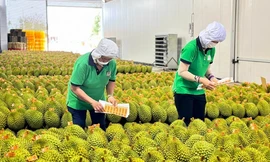 Sầu riêng Việt Nam 'soán ngôi' số 1 tại Trung Quốc 