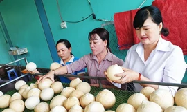 Mỹ chính thức nhập khẩu dừa Việt Nam