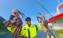 Tận thấy cảnh săn bắt cua hoàng đế có 'một không hai' ở Na Uy