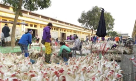 Hà Nội: Phát hiện ổ dịch cúm gia cầm A/H5N8, lại lo bùng phát tại các chợ đầu mối 