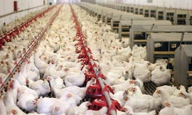 Gần 10 triệu con gà quá tuổi vẫn chưa xuất chuồng, Bộ NN&PTNT nói gì?