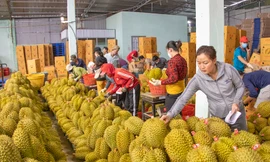 Sầu riêng rớt giá từ 200.000 đồng/kg xuống 50.000 đồng/kg