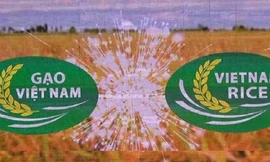  Phê bình Cục Chế biến và phát triển nông sản vì chậm tham mưu chứng nhận nhãn hiệu Gạo quốc gia