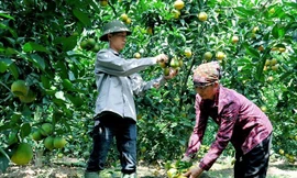 Xuất hiện cam 'trái vụ' bán chạy hơn cam Vinh, Cao Phong dịp Tết Nguyên đán
