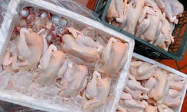 Bộ Nông nghiệp lên tiếng việc hàng chục nghìn tấn gà thải ‘tuồn’ vào Việt Nam