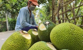 Sau thanh long, hàng chục nghìn tấn mít, bưởi, chuối cần tiêu thụ gấp