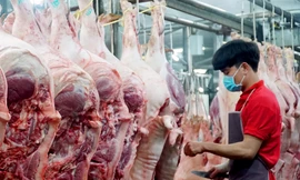 Lý do giá lợn hơi giảm mạnh 