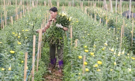 Rằm tháng Giêng, làng Tây Tựu lo 'sốt vó' vì hoa ế ẩm