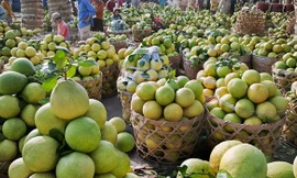 Bưởi da xanh, sầu riêng rớt giá thảm hại